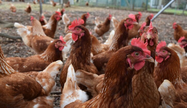 悪臭の影響を評価に反映し、土地評価を10％減額した事例