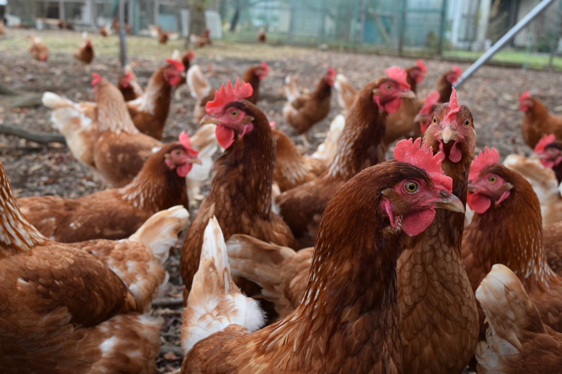 悪臭の影響を評価に反映し、土地評価を10%減額した事例