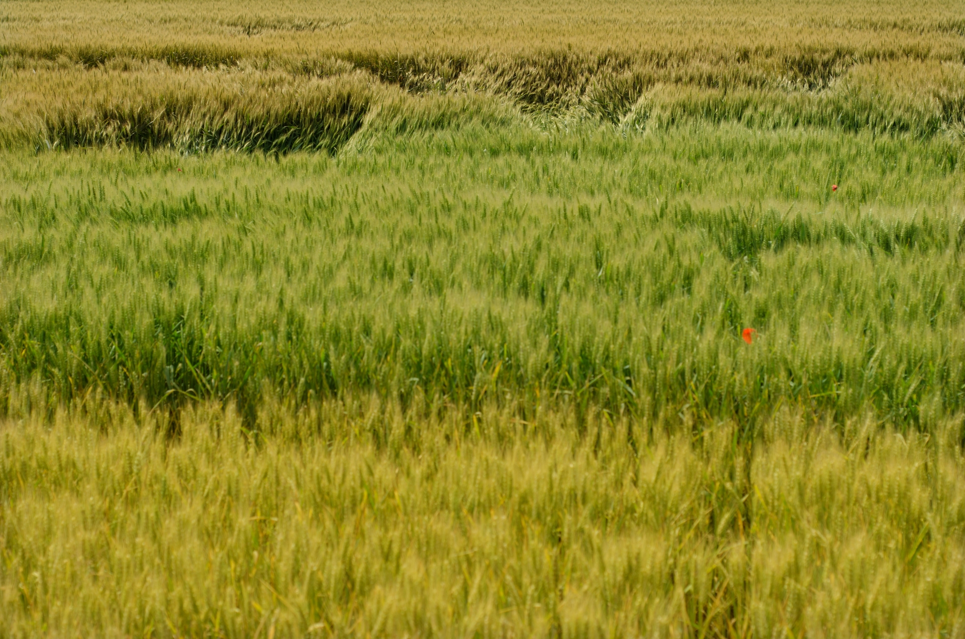 広大地の再評価